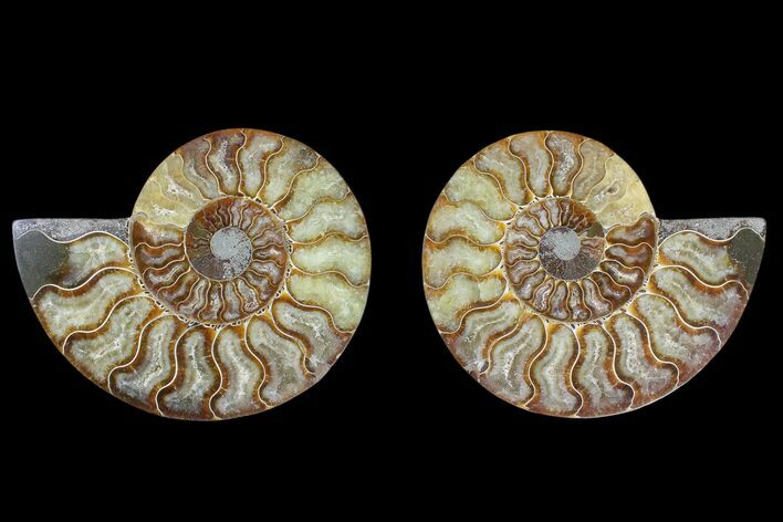 Agate Replaced Ammonite Fossil - Madagascar #169450